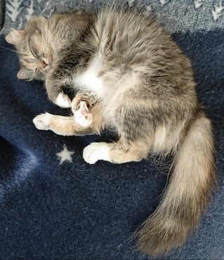 プラねこリウム