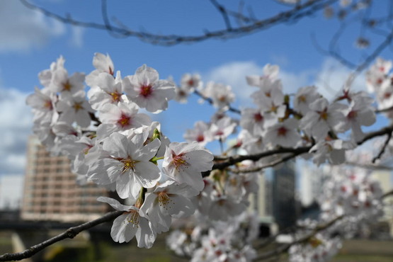 ��̵����ơ�ʡ������������ȡ֤դ������դҤȤҤ��